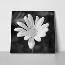 Black white macro flower 474860002 a