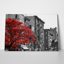 Manhattan red tree 558572932 a