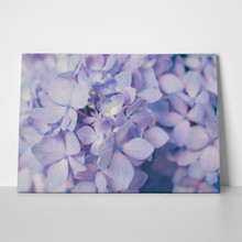 Purple hydrangea flower macro 524421316 a