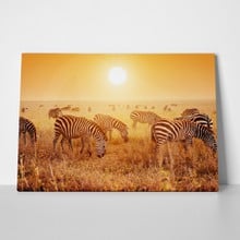 Sunset zebras