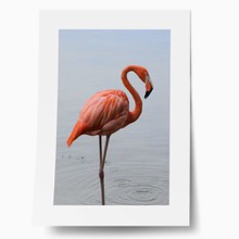 Pink flamingo on still water