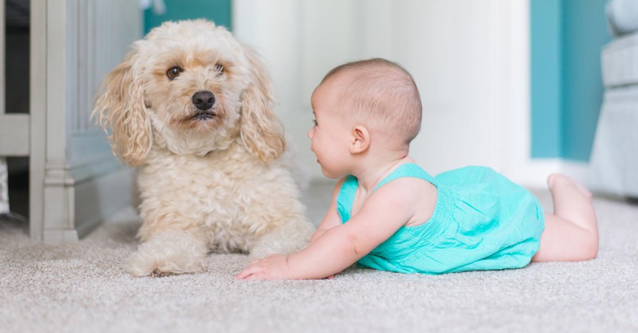 Σκύλος και μωρό! Συμβουλές για να προετοιμάσετε το κατοικίδιό σας για τον ερχομό του!