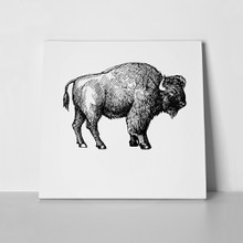 Sketch animal buffalo 512407354 a