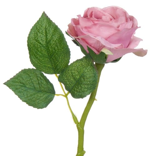 Ruza prljavo roza