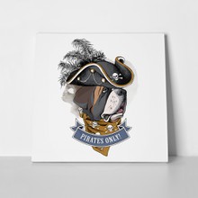 St bernard portrait pirates 418362688 a