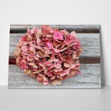 Fading pink hydrangea flower head on wood 154464245 a
