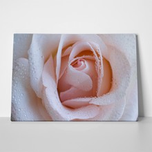 Pink rose swirls 138713159 a