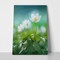 Beautiful white spring flower snowdrop anemone 556179244 a