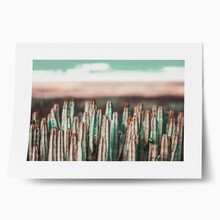 Cyan cactus