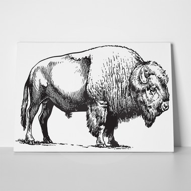 american bison bull drawing