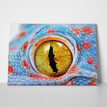 Colourful gecko eye macro 485436115 a