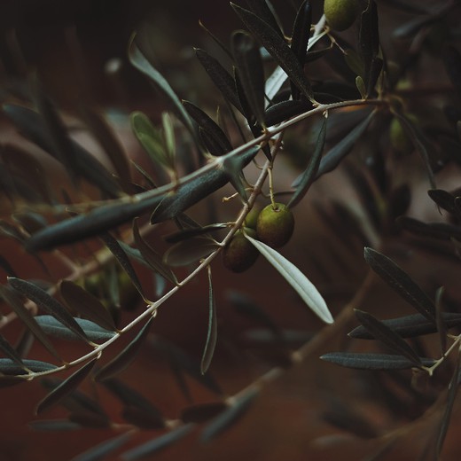 Πώς συνδέεται η ενίσχυση του ανοσοποιητικού με τα φύλλα της ελιάς;