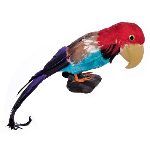 Papagall Piratesh