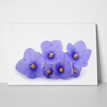 Saintpaulia african violets 792777076 a