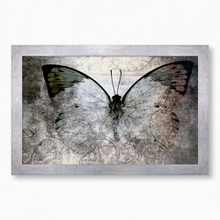 Abstract butterfly 106 02  65x40 