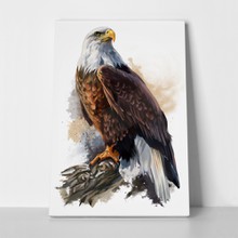 Bald eagle watercolor painting 638057401 a