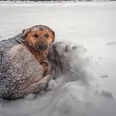 Η 10χρονη που επέζησε σε χιονοθύελλα, αγκαλιάζοντας αδέσποτο σκυλί
