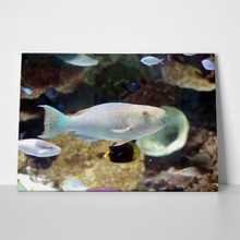 Glow pastel fish. 644117 a