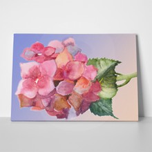 Beautiful hydrangea pink flowers watercolor illustration 151562783 a