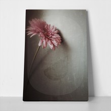 Romantic pink gerbera on gray background 266015948 a