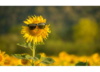 Γυαλιά ηλίου… γιατί και τα μάτια μας θέλουν την πρ