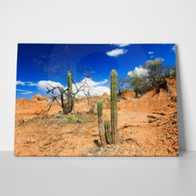 Cactus in desert 351819842 a