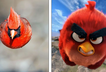 Angry bird cover