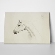 Vintage horse pencil drawing 386543545 a