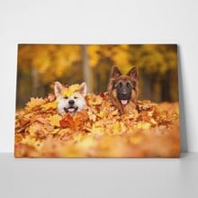 Two dogs in leaves