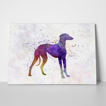 Arabian greyhound watercolor 381599809 a